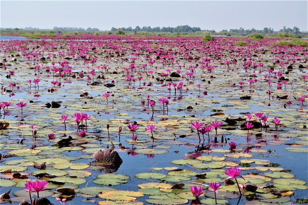 Lake of the Red Lotuses.