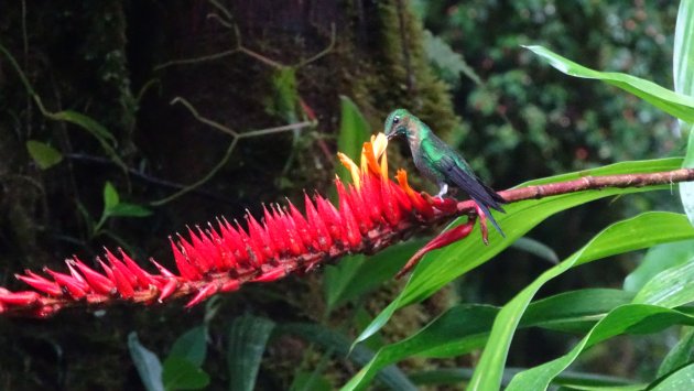 Kolibrie in Monteverde
