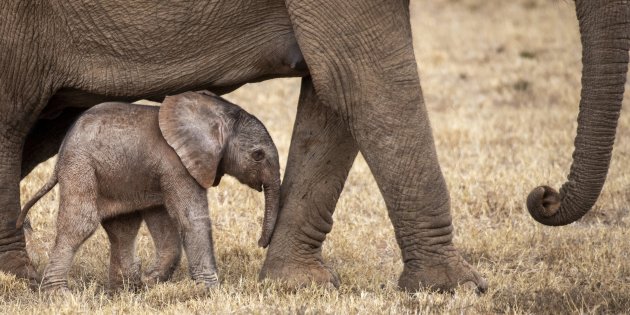 jong olifantje