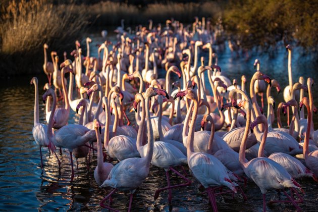 Onrust bij de flamingo's