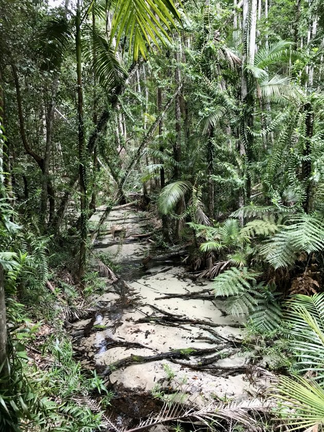Regenwoud op Fraser Island