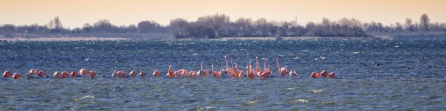 Flamingo's in Zuid Holland