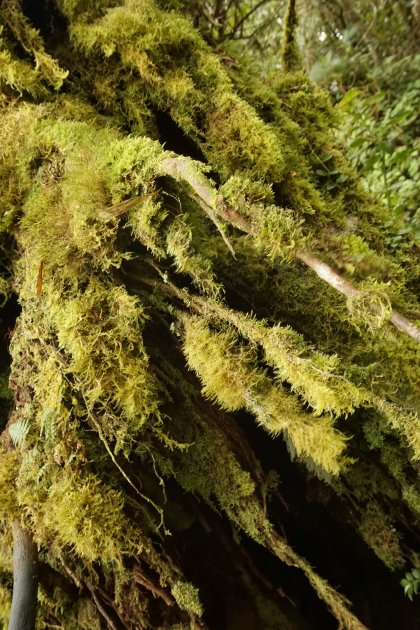 Mossy Forest
