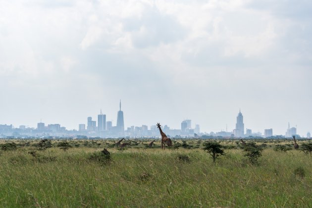 Op safari in Nairobi