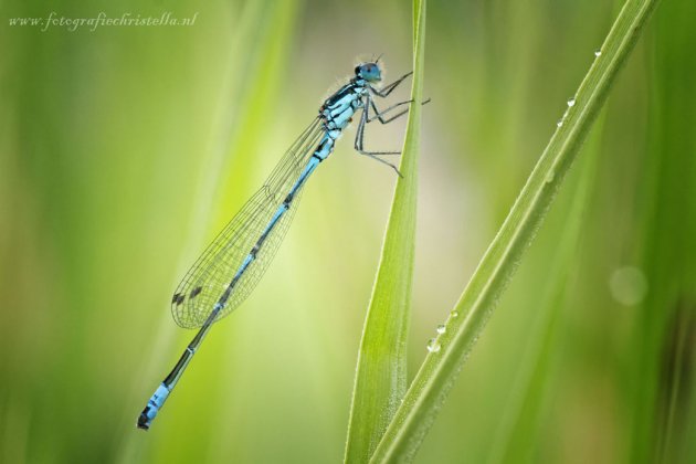 Dragonfly is looking at me!
