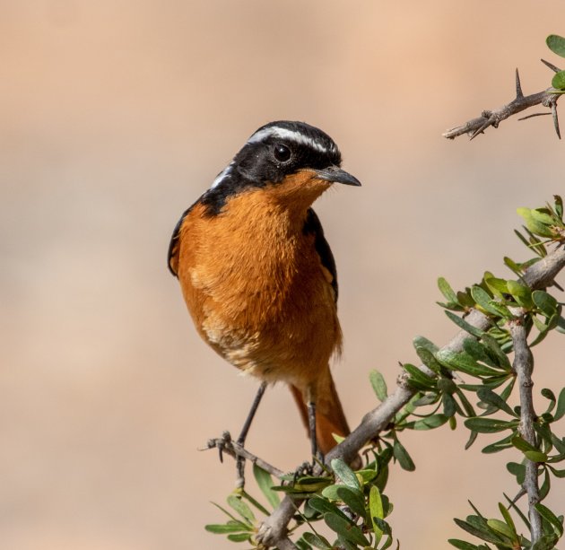 Vogels spotten in Marokko