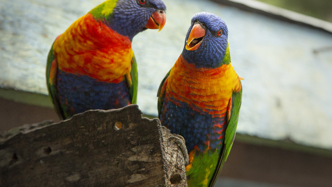 Babbelende papegaaien bij de lodge