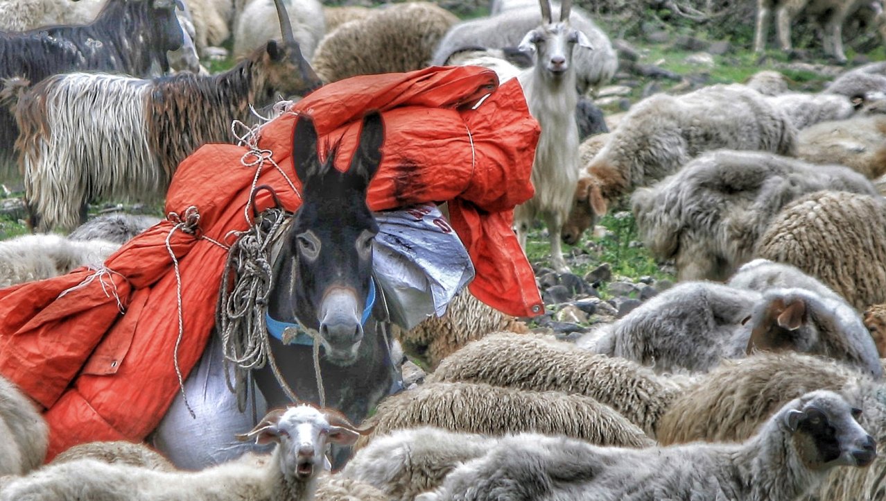 waken over de schapen