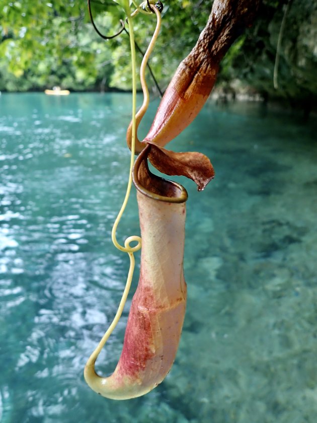 Met de kano flora en fauna van Palau ontdekken