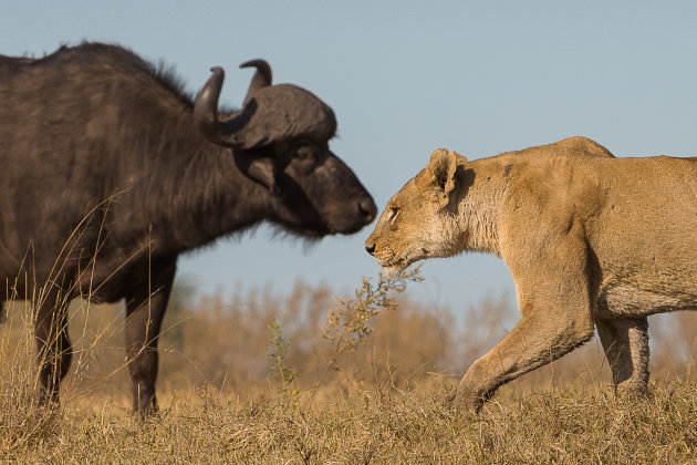 Leeuw versus Buffel
