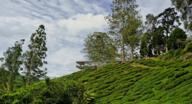 Sungei Palas Tea Garden
