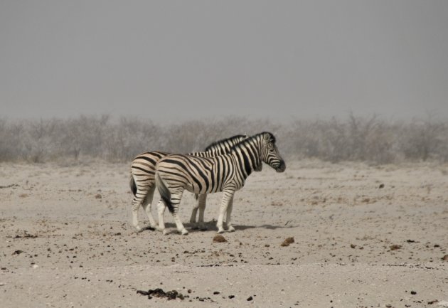 Zebra's in Etosha