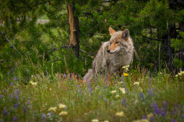 Coyote in een bloemenveld
