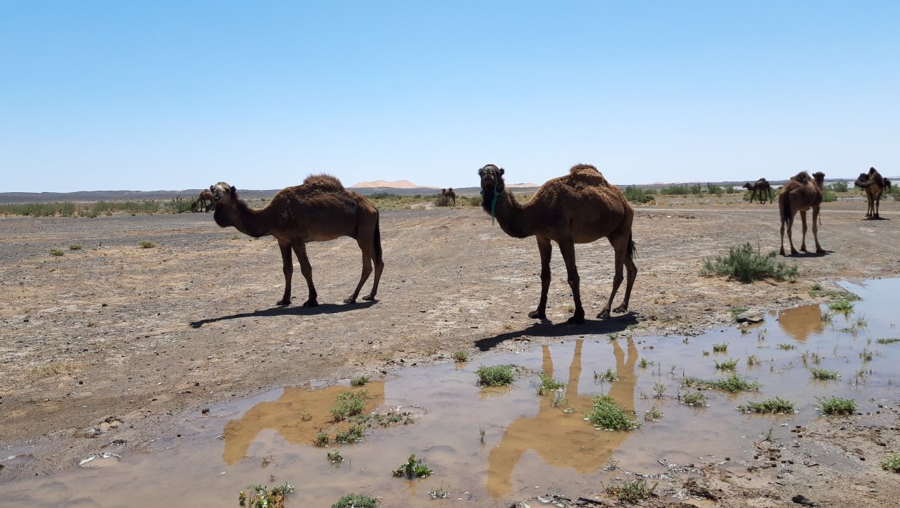kamelen bij Lac Dayet Srij