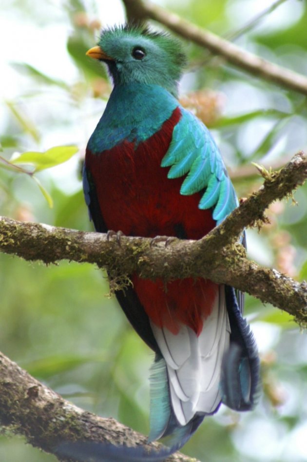 Quetzal, dé vogel die je gezien moet hebben