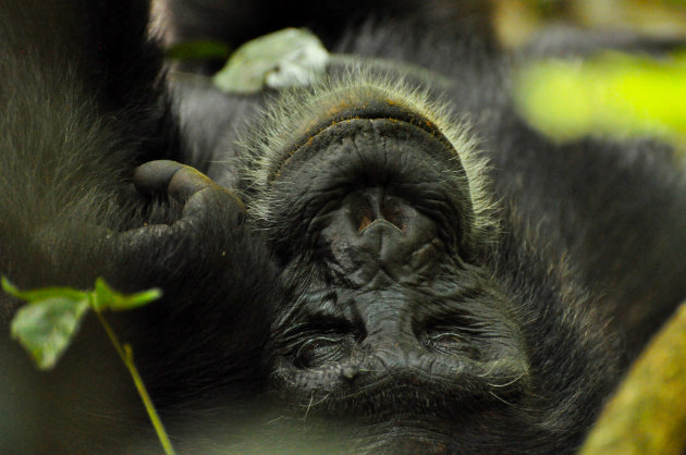 Ervaar de chimpansees in Uganda