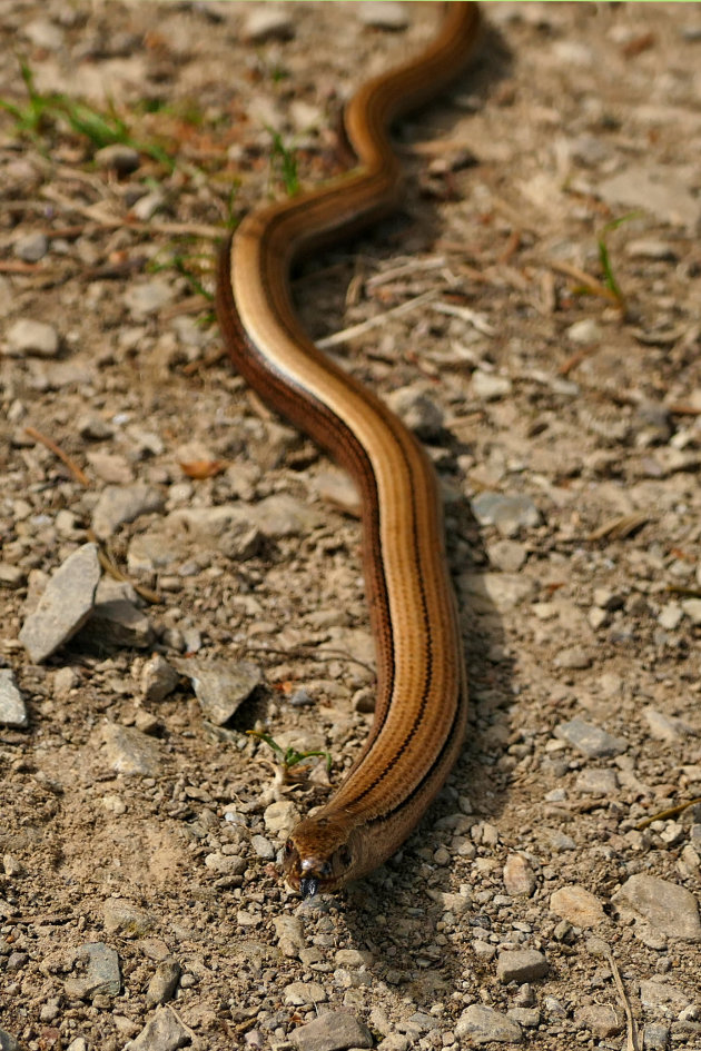 Hazelworm