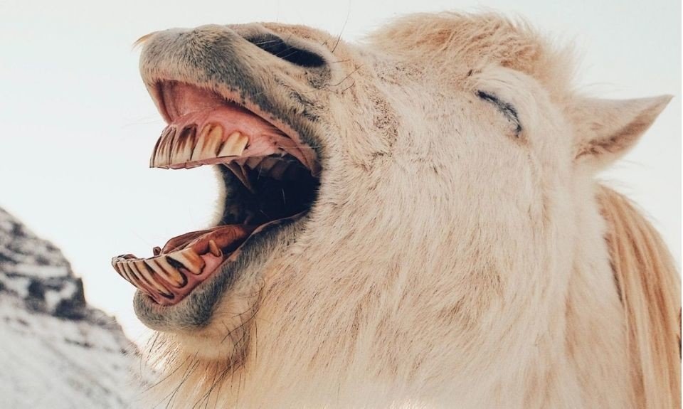De grappigste dierenfoto’s op het internet image