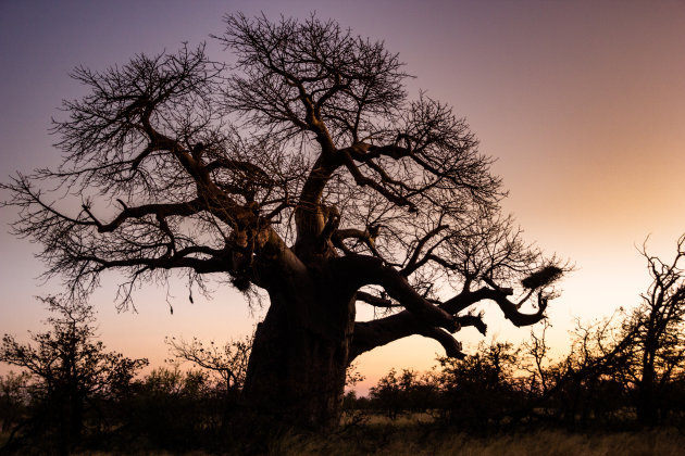 Land van de Baobab