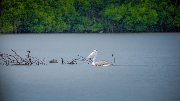 The Lagoon and his Pelican