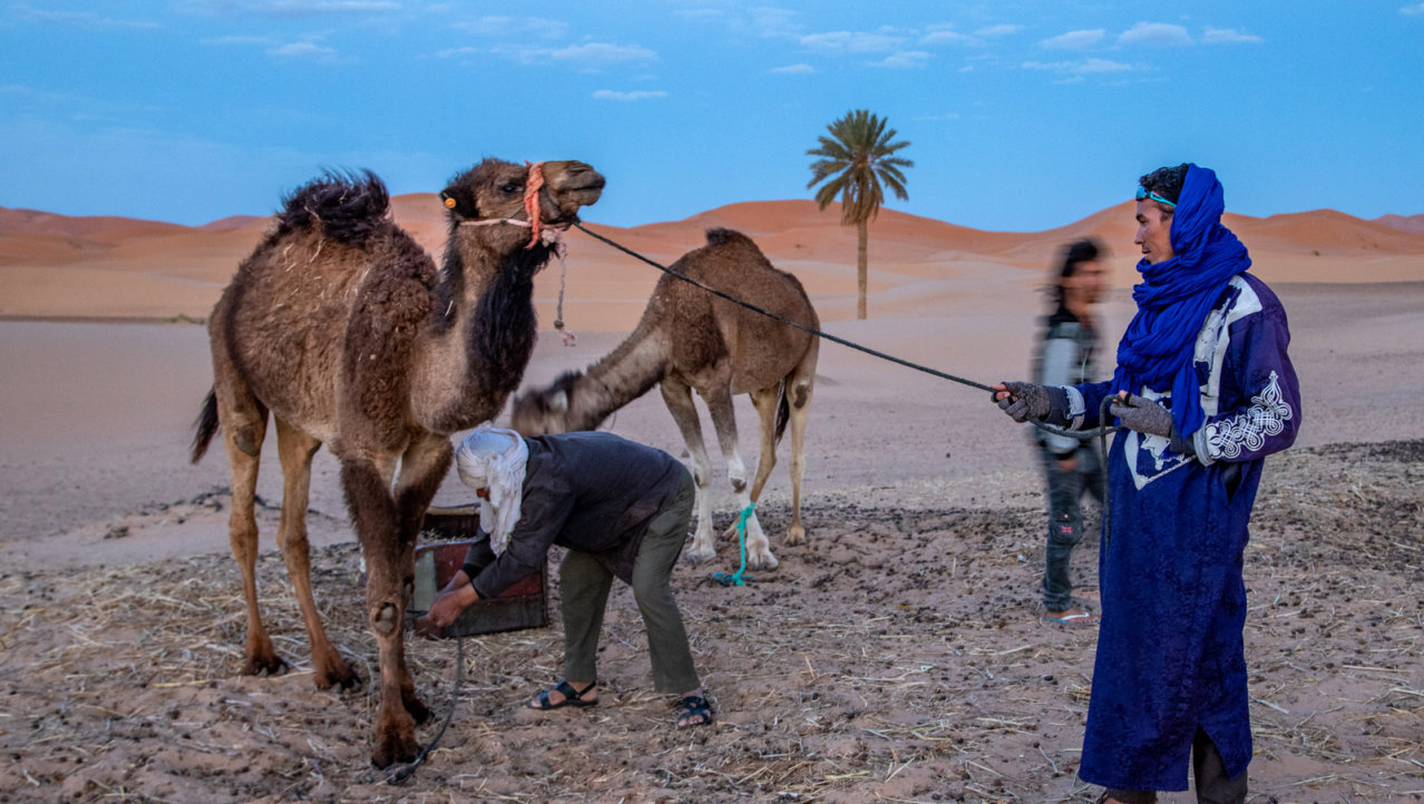 De kamelen worden verzameld