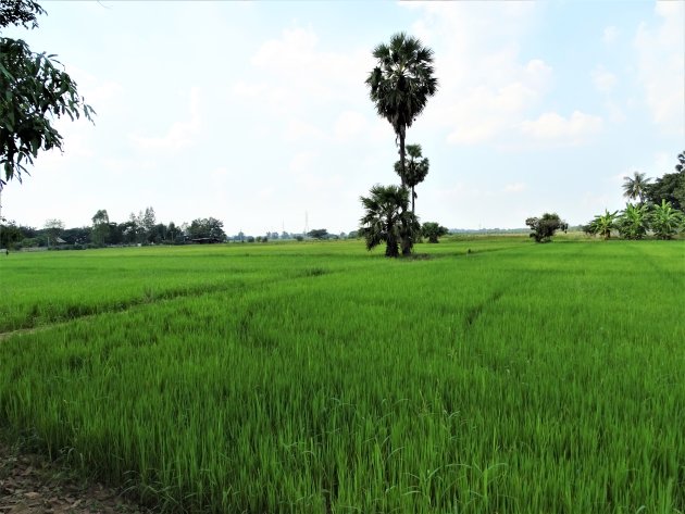 Groene rijstvelden.