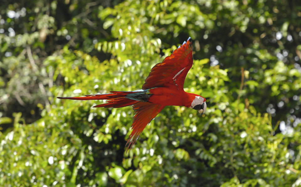 Papagaai in Suriname