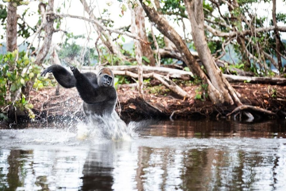 Gorilla's spotten in Gabon