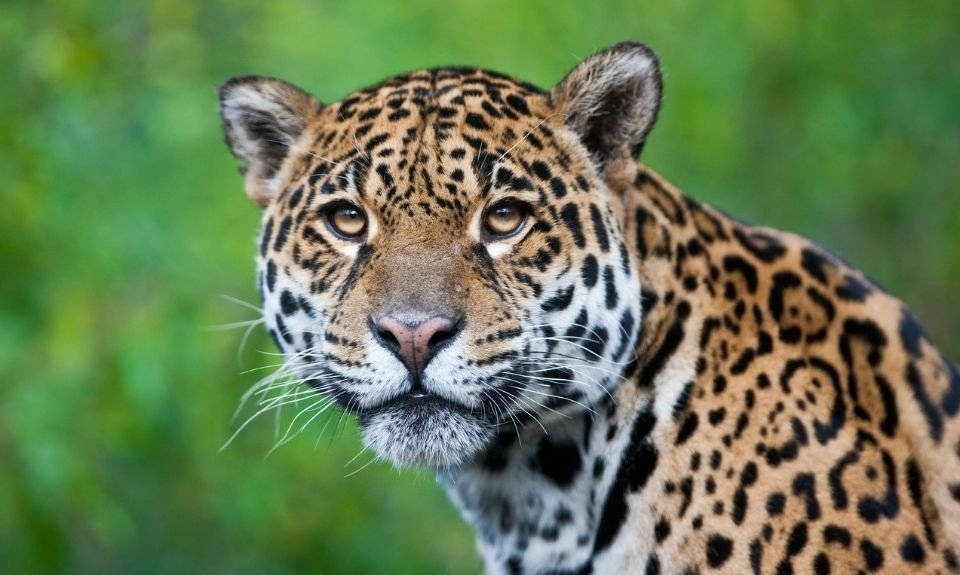 Jaguars spotten in jungle van Belize