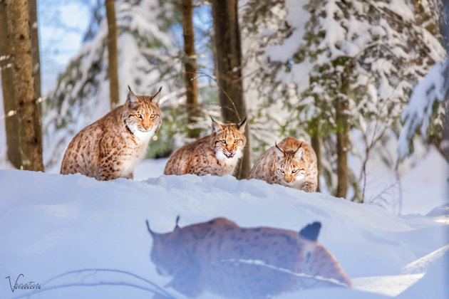 Lynxen in de Bayerische Wald