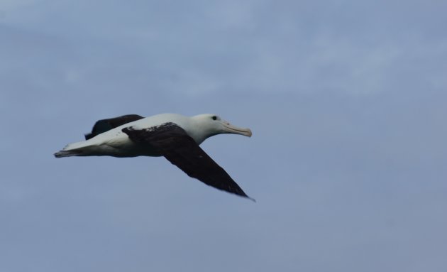 Albatrossen kijken op Otaga Peninsula ten oosten van Dunedin, Nieuw Zeeland