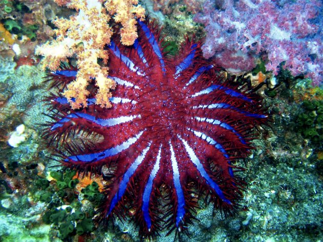 Doornenkroon, de vijand van koraal