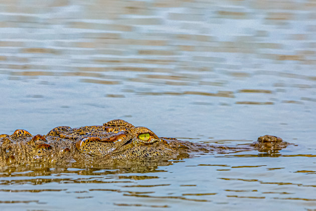 Mugger Crocodile in Senanayake Samudraya
