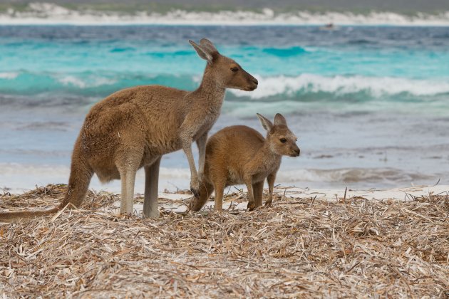 Kangoeroes spotten aan witte stranden
