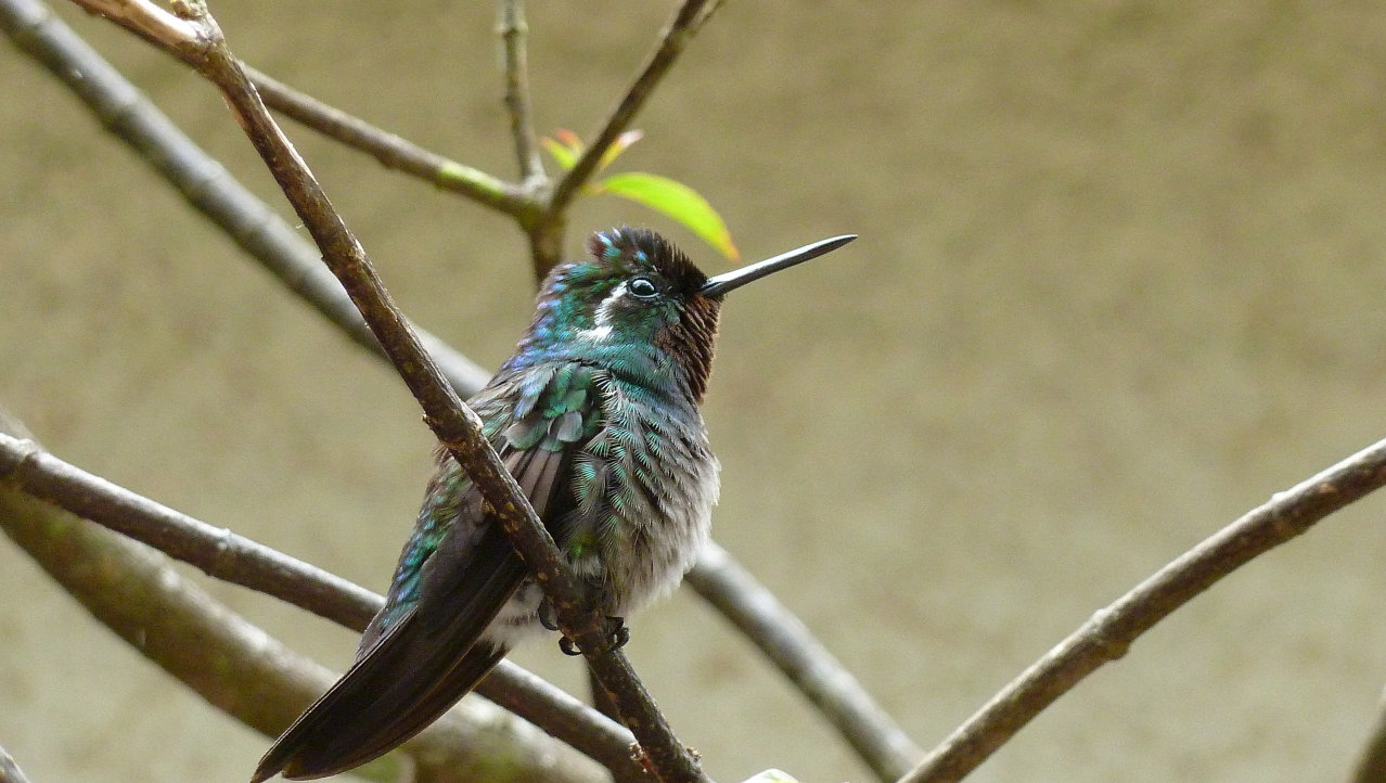 Costa Rica, vol met kolibries