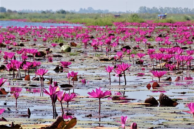 The Lake of the Red Lotuses.