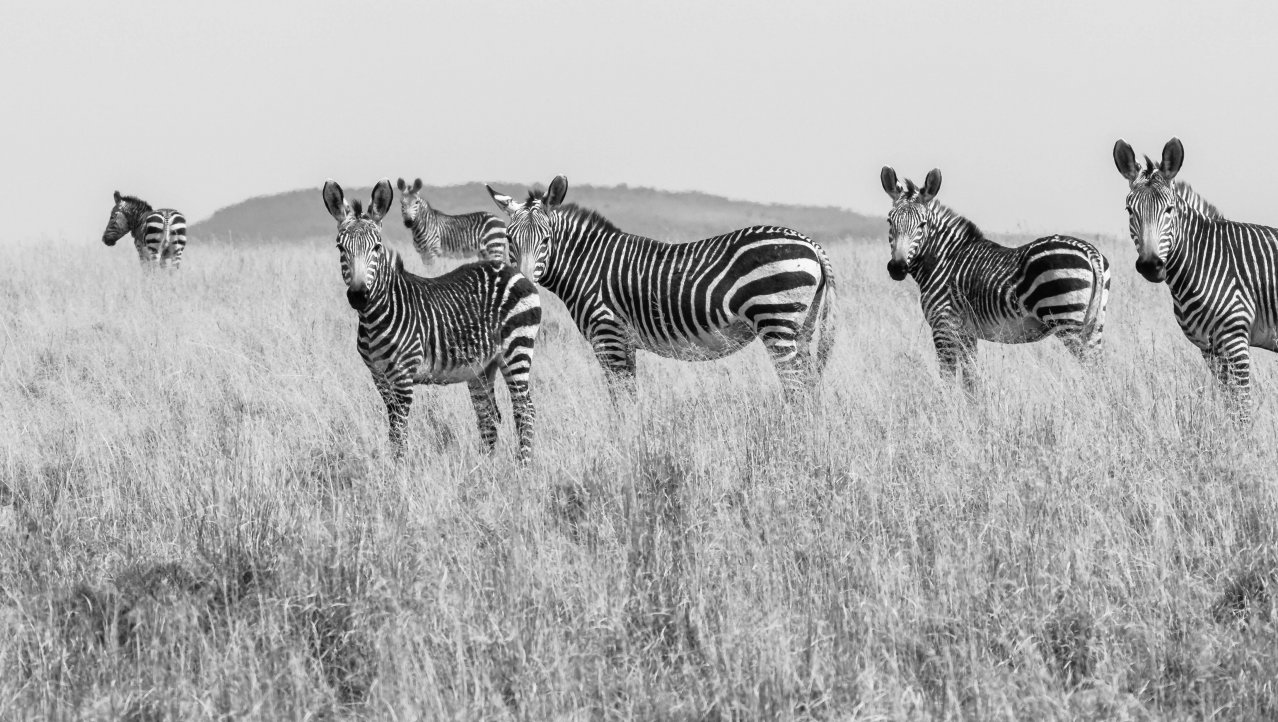 Zebra's in Zebra Mountain Park
