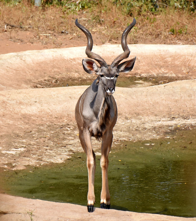 Een mannetjes kudu