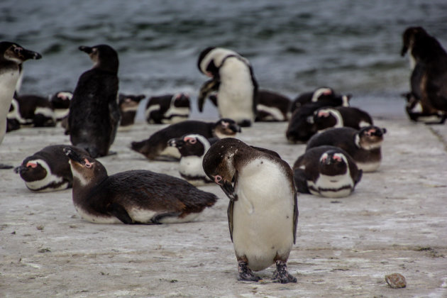 Pinguïns, een drieluik van Betty's Baai