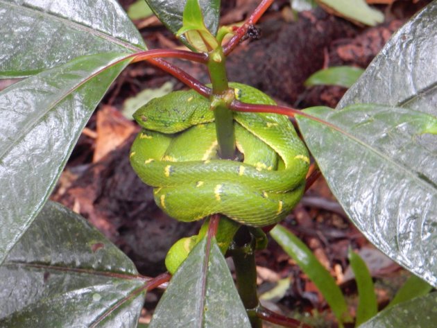 Slangen in Costa Rica