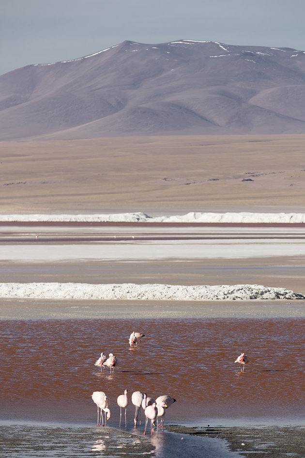 Bolivia Altiplano Laguna Colorado