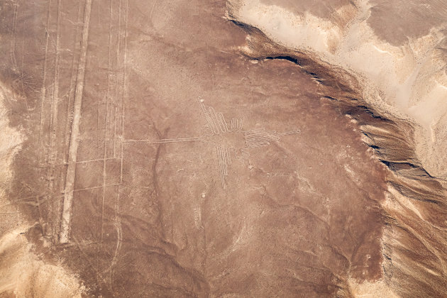 Nazca Lines - De Kolibrie