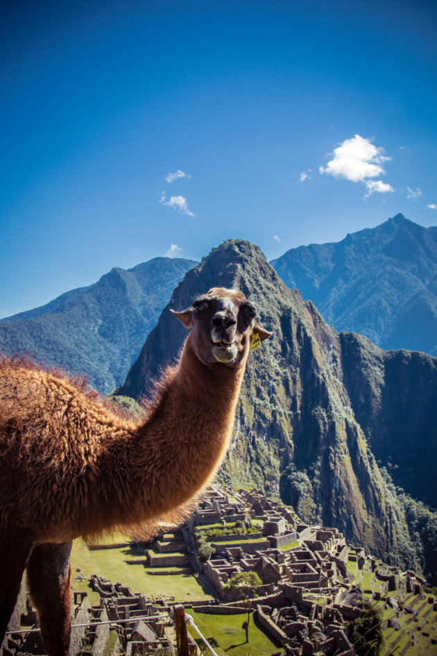 Kiekeboe in Machu Picchu
