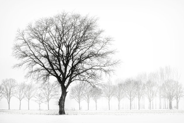 Winter in Brabant