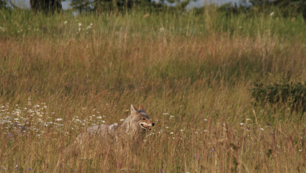 Coyote in Jasper NP