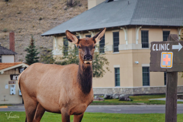 Elk in Mammoth Springs