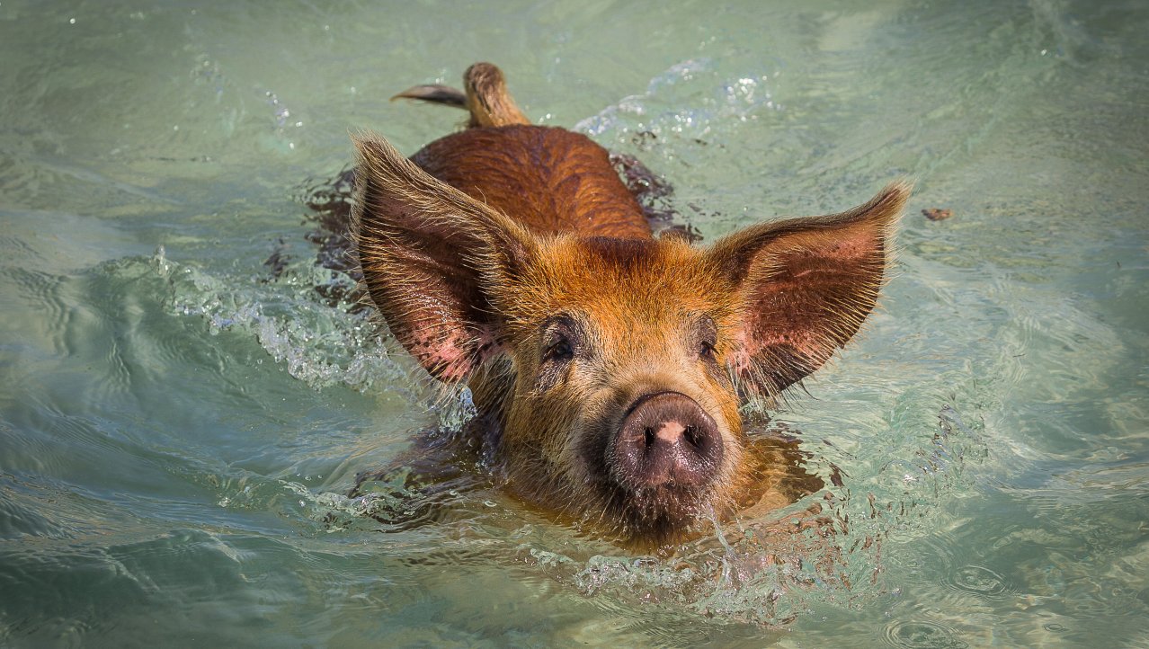 Zwemmen met varkens