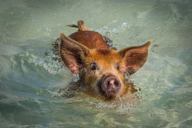 Zwemmen met varkens
