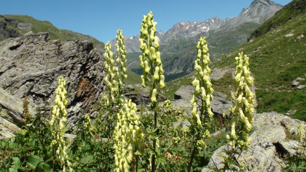 Zomer in Graubünden