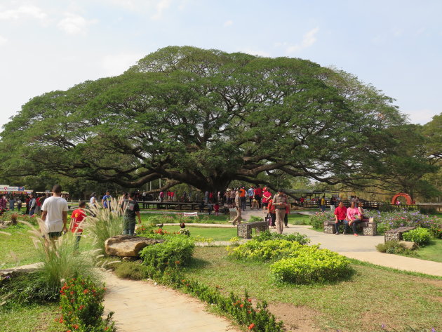 De Giant Tree van Kanchanaburi